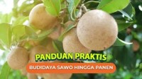 Image of Petunjuk Teknis Budidaya Sawo